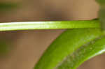 Appalachian rose gentian